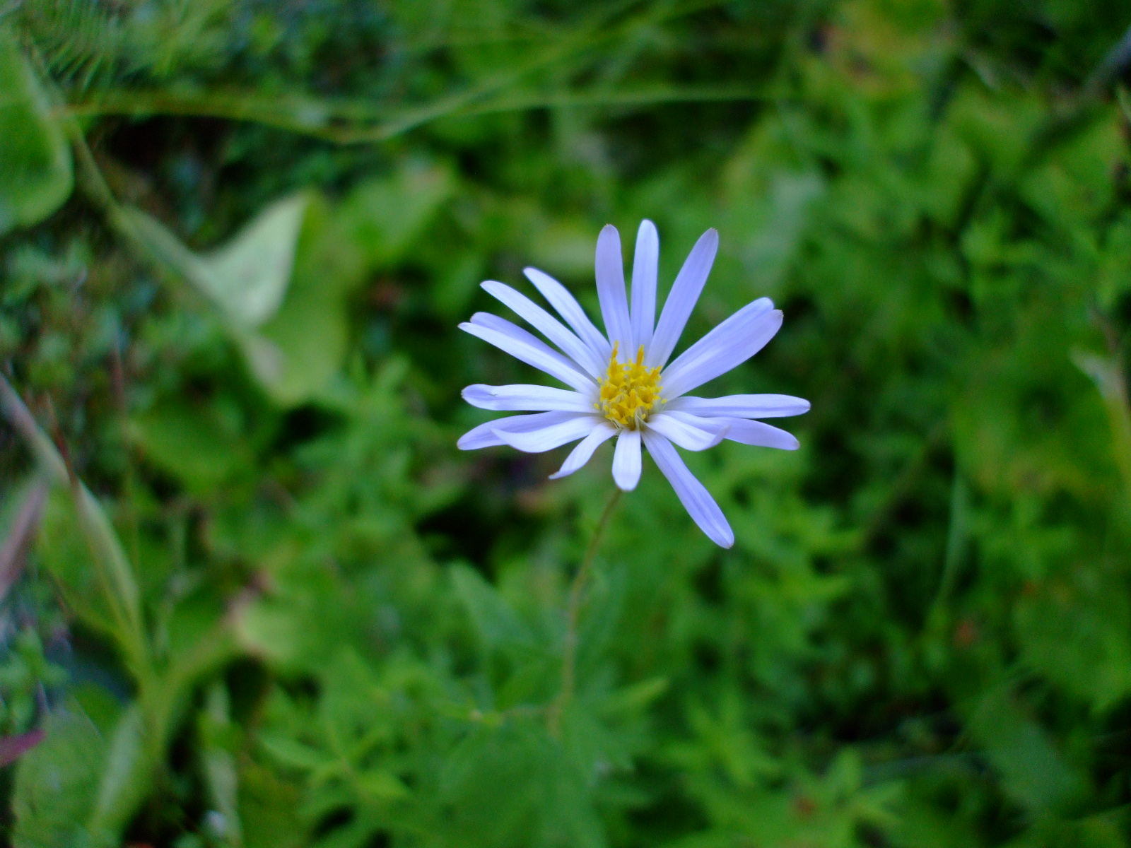 Oclemena nemoralis